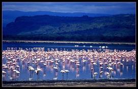 Pink reflections at Nakuru lake. mclinus.