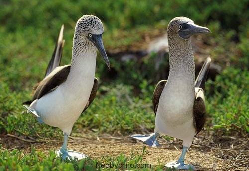boobies