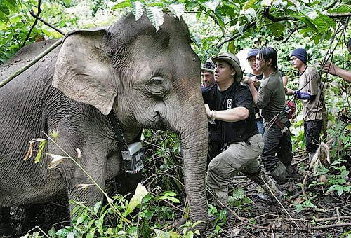 borneo_elephant