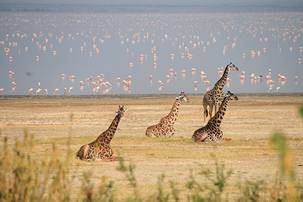 Lake Manyara by Marc Veraart.
