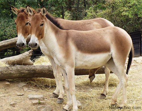 kiang