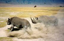 Jul 91 - In the Ngorongoro crater (no telephoto), Ngorongoro conservation area by First half of Rob.