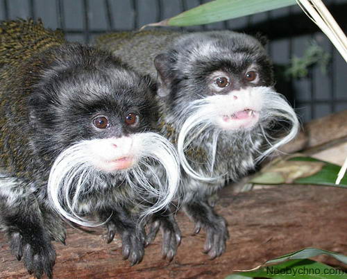 Emperor-Tamarins