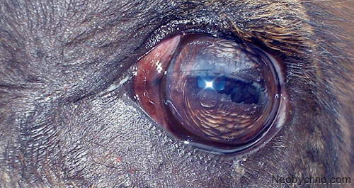 camel_eye