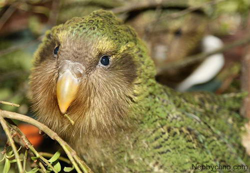 kakapo