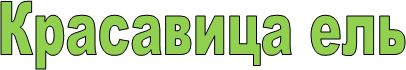 Красавица ель