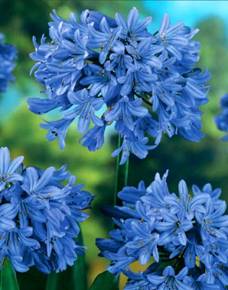 Агапантус зонтичный Blue Giant