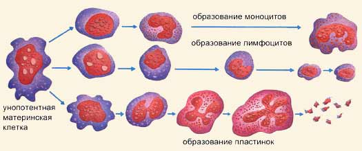 C:\Documents and Settings\User\������� ����\f_k2-4.jpg