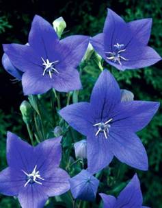 Ширококолокольчик крупноцветковый Blue