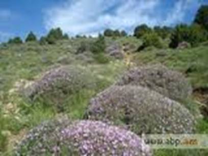 http://t2.gstatic.com/images?q=tbn:ANd9GcQ4KY8LjsPaL_u1mxI1Fm1IjrrN7EkgcB46Y8R8SLzp9gHGN1ND