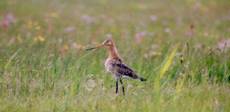 godwit
