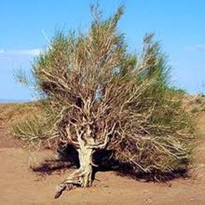 http://t2.gstatic.com/images?q=tbn:ANd9GcRVfulN3-kylKywzQNnj-kaB2w9qtPG4hgHUJeJi3Yk5ufzQv5I