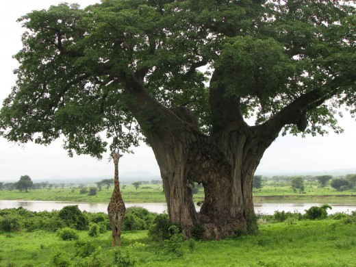 http://*****/wp-content/uploads/2010/09/Baobab-and-Giraffe-520x390.jpg