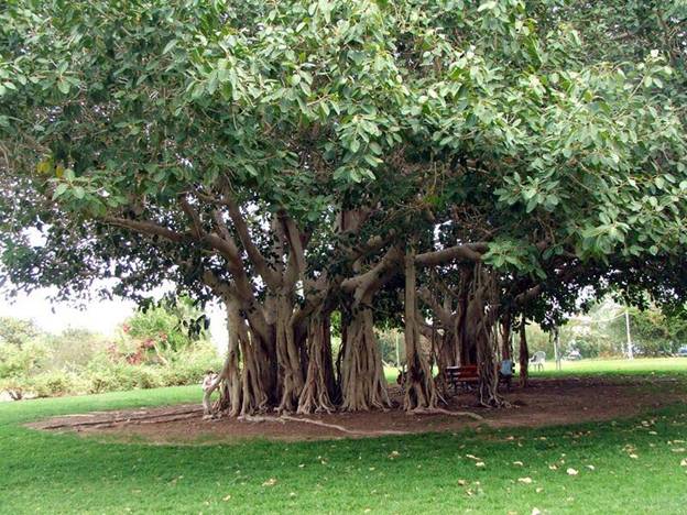 http://*****/1/banyan.jpg