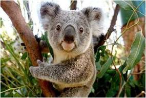 CURRUMBIN SANCTUARY