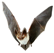 C:\Users\PC4\Pictures\bat.gif