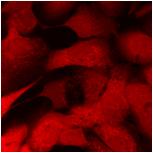 Exp 233 HaCaT sam2 5 ug 100x5