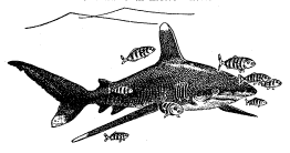 ������������ ����� (Carharhinus longimanus)
