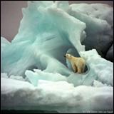 wwf-canon__wim_van_passel