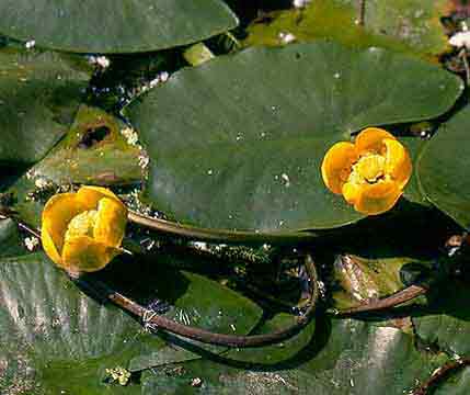 nuphar_pum.jpg - 14242 Bytes
