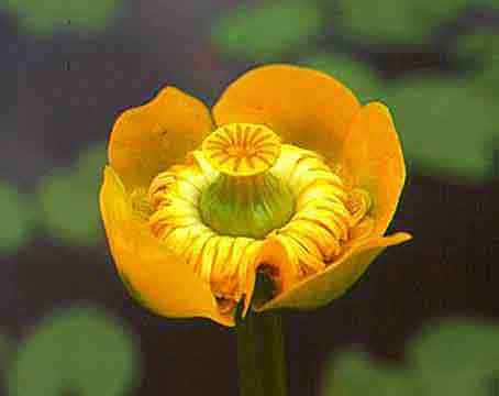 nuphar_pumila.jpg - 7573 Bytes