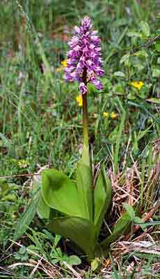 Orchis_militaris.jpg - 13591 Bytes