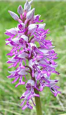 orchis_militar.jpg - 10075 Bytes