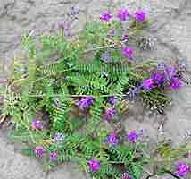 astragalus_sm.jpg - 5980 Bytes