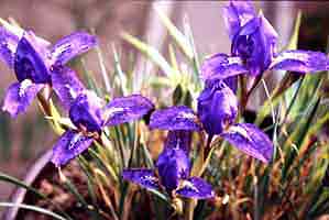 Iris_sm.jpg - 8278 Bytes