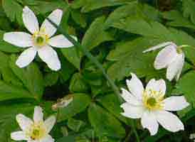 anemone_nemorosa_sm.jpg - 5624 Bytes