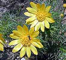 Adonis_vernalis_sm.jpg - 9122 Bytes