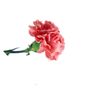 ��������: 0_8b4d9_76d0a41_XL.png