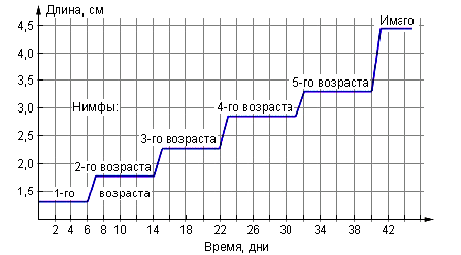 C:\Users\��\Desktop\Graficheskie-zadanija-Izuchite-grafik-otrazhajuschij-rost-lichinki-nimfy.png