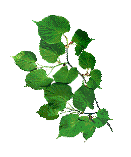E:\работа\картинки\разукрашки\растения\25972.png