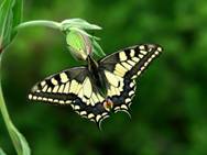 Torgachkin%3DPapilio_machaon10