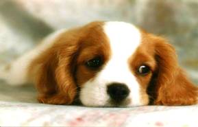 D:\!ФОТО и картинки\Рисунки\Животные\dog.jpg
