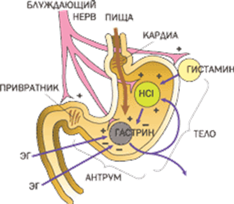 ��������: http://*****/medicine/peptic_ulcer/yazva-2.gif