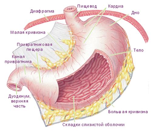 ��������: http://*****/tryphonov2/pic2/stom1.jpg