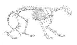 http://upload.wikimedia.org/wikipedia/commons/thumb/3/30/TigerSkelLyd1.png/250px-TigerSkelLyd1.png