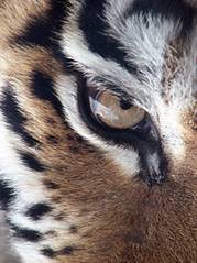 200px-Amur_Tiger_Panthera_tigris_altaica_Eye_2112px_edit.jpg