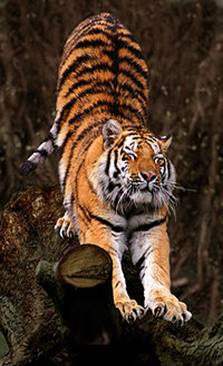 200px-Panthera_tigris_altaica_%28Amurtiger_straekker_sig%29.jpg