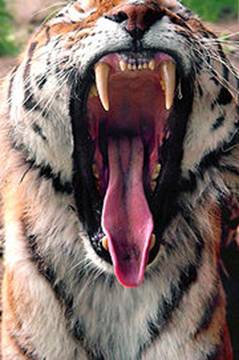 180px-Tigergebiss.jpg