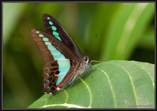 butterflies07