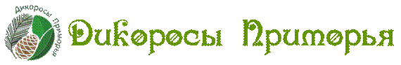 ��������: logo