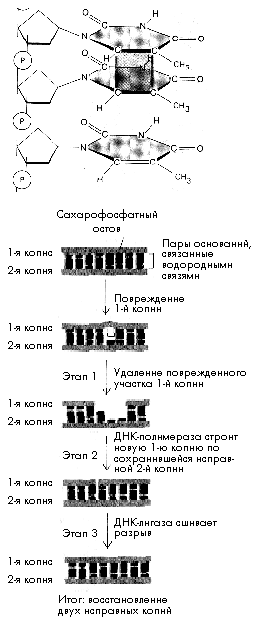 ���. 2. ����� ��������� ���
