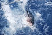 C:\Users\Sidorin\Pictures\Бейс-Тревел\Рыбалка в Испании\salida de pesca 2jpg