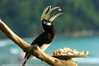 hornbill