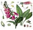 http://upload.wikimedia.org/wikipedia/commons/thumb/c/cf/Koeh-053.jpg/180px-Koeh-053.jpg