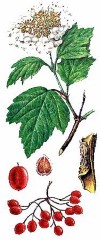 http://*****/data/images/p6_p54_kalina.jpg