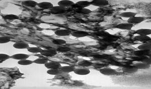 PBCA+UA[H2O]